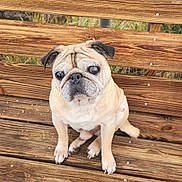 Dexter is registered to the contest to win money with this photo: dog, pug, pet, animal, wooden_bench, outdoor, sitting, cute, wrinkles, ears, face, fur, eyes, paw, bench, nature, portrait, canine, expression, companion