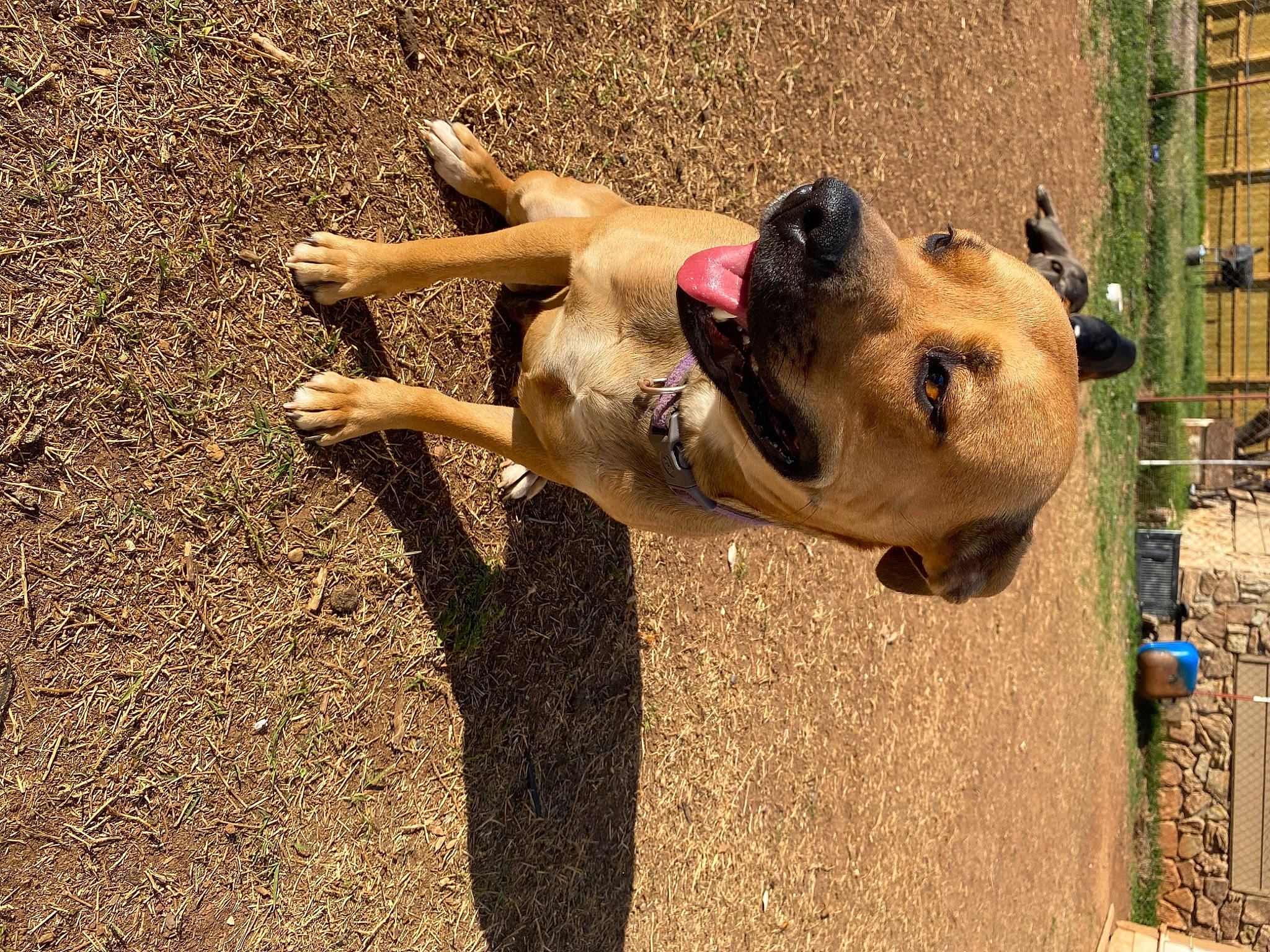 Amayah is registered to the contest to win money with this photo: adventure, canidae, carnivore, companion_dog, dog, dog_breed, dog_collar, dog_supply, fawn, fence, fun, grass, guard_dog, human_leg, leash, pet_supply, snout, soil, sporting_group, working_animal