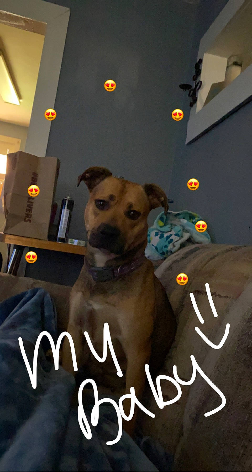 Amayah is registered to the contest to win money with this photo: ancient_dog_breeds, canidae, carnivore, collar, companion_dog, dog, dog_breed, dog_collar, dog_supply, fawn, font, guard_dog, lamp, logo, non_sporting_group, photo_caption, room, snout, sporting_group, working_animal