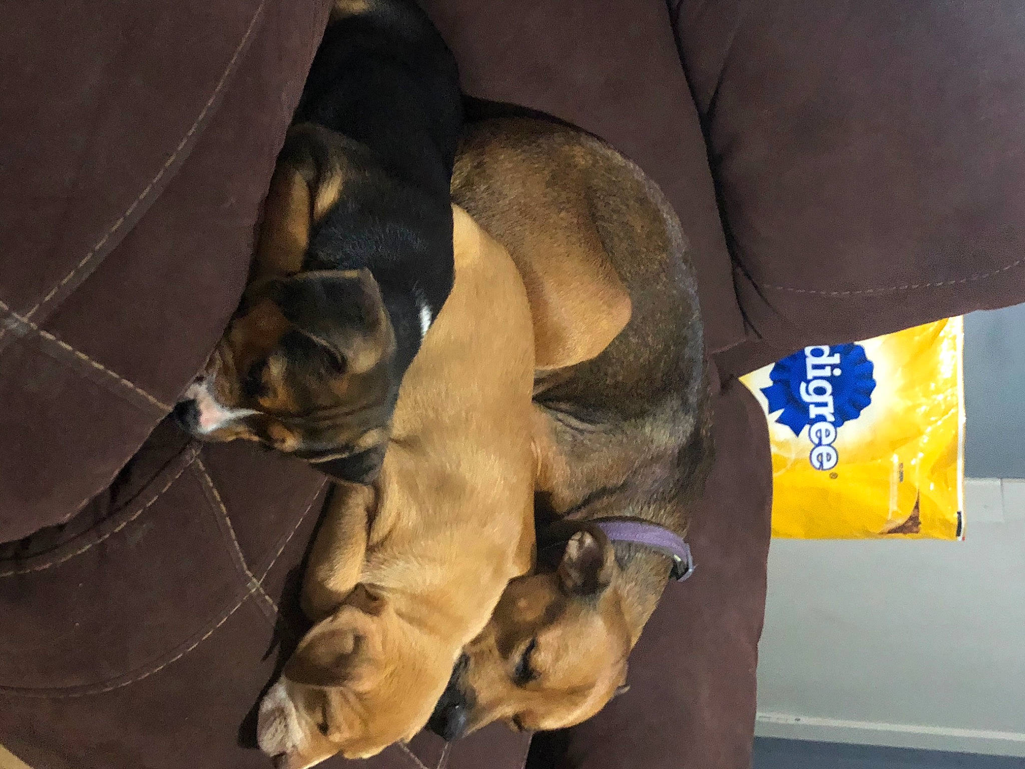 Amayah is registered to the contest to win money with this photo: canidae, carnivore, comfort, companion_dog, dog, dog_breed, dog_supply, fawn, nap, non_sporting_group, paw, pet_supply, sleep, snout, sporting_group, tail, terrestrial_animal, toy_dog, whiskers, working_animal