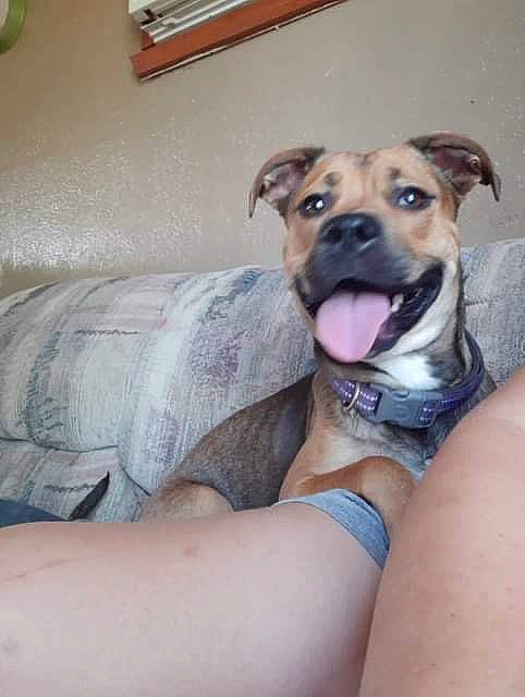 Amayah is registered to the contest to win money with this photo: canidae, carnivore, comfort, companion_dog, couch, dog, dog_breed, elbow, fawn, jaw, non_sporting_group, paw, picture_frame, puppy, sitting, snout, sporting_group, whiskers, working_animal, wrinkle