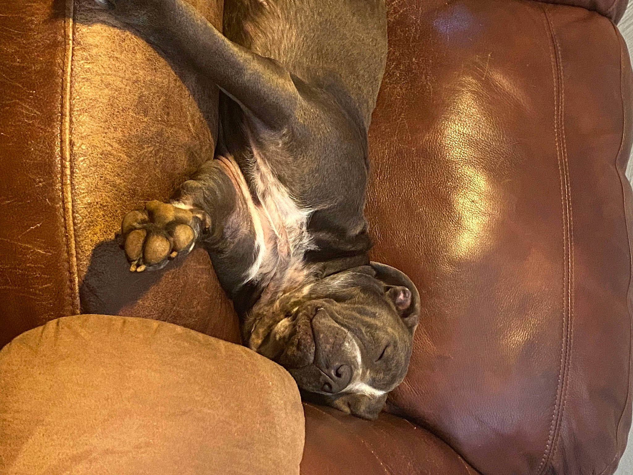 King is registered to the contest to win money with this photo: bag, brown, comfort, fawn, felidae, foot, fur, hardwood, hide, human_leg, leather, liver, luggage_and_bags, paw, room, still_life_photography, studio_couch, terrestrial_animal, wood, wrinkle