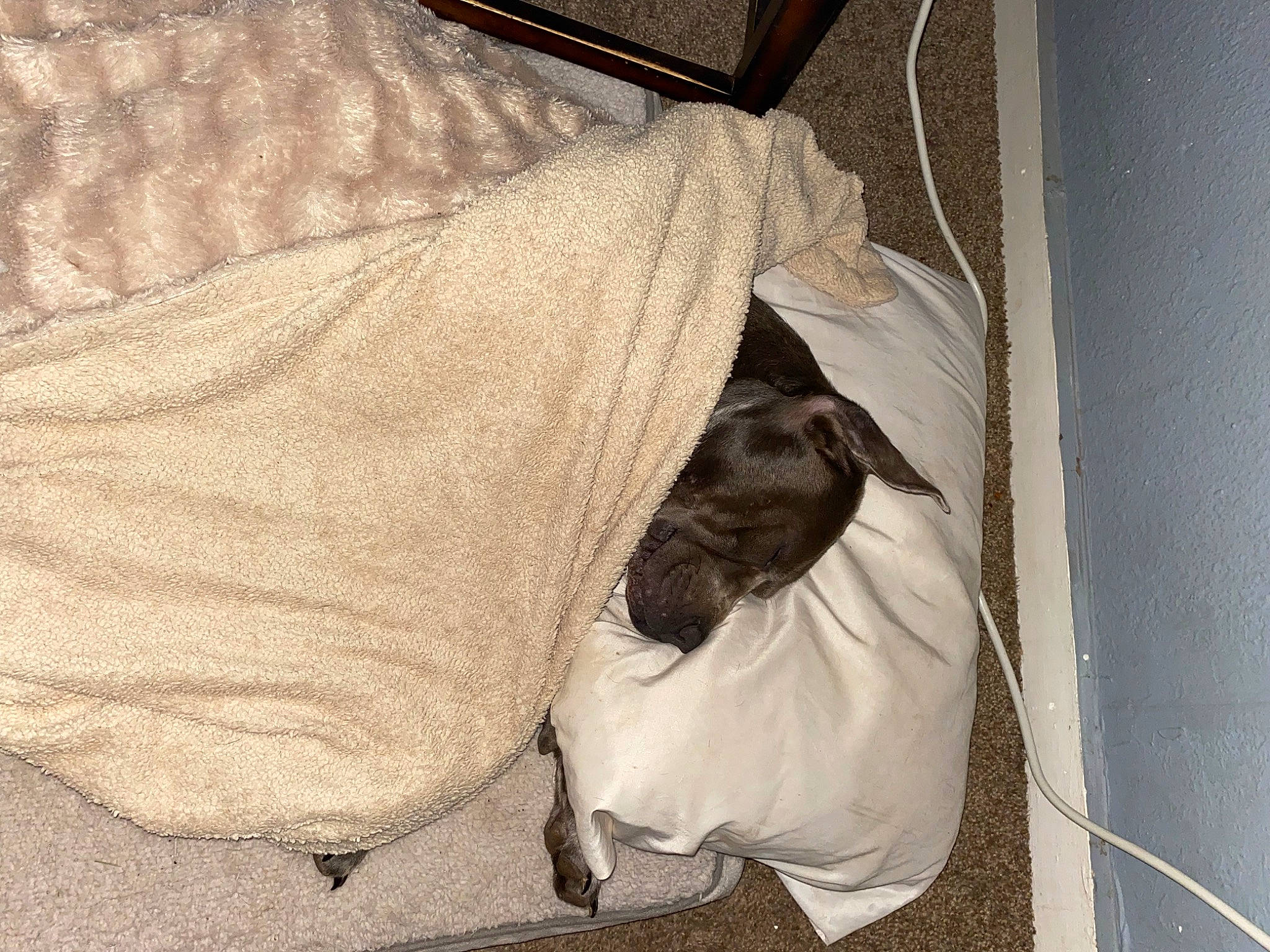 King joined the competition — help win amazing prizes! bag, bed_sheet, bedding, canidae, carnivore, cat, cat_supply, comfort, companion_dog, dog_breed, fawn, felidae, fur, linens, nap, small_to_medium_sized_cats, sporting_group, tail, tints_and_shades, whiskers