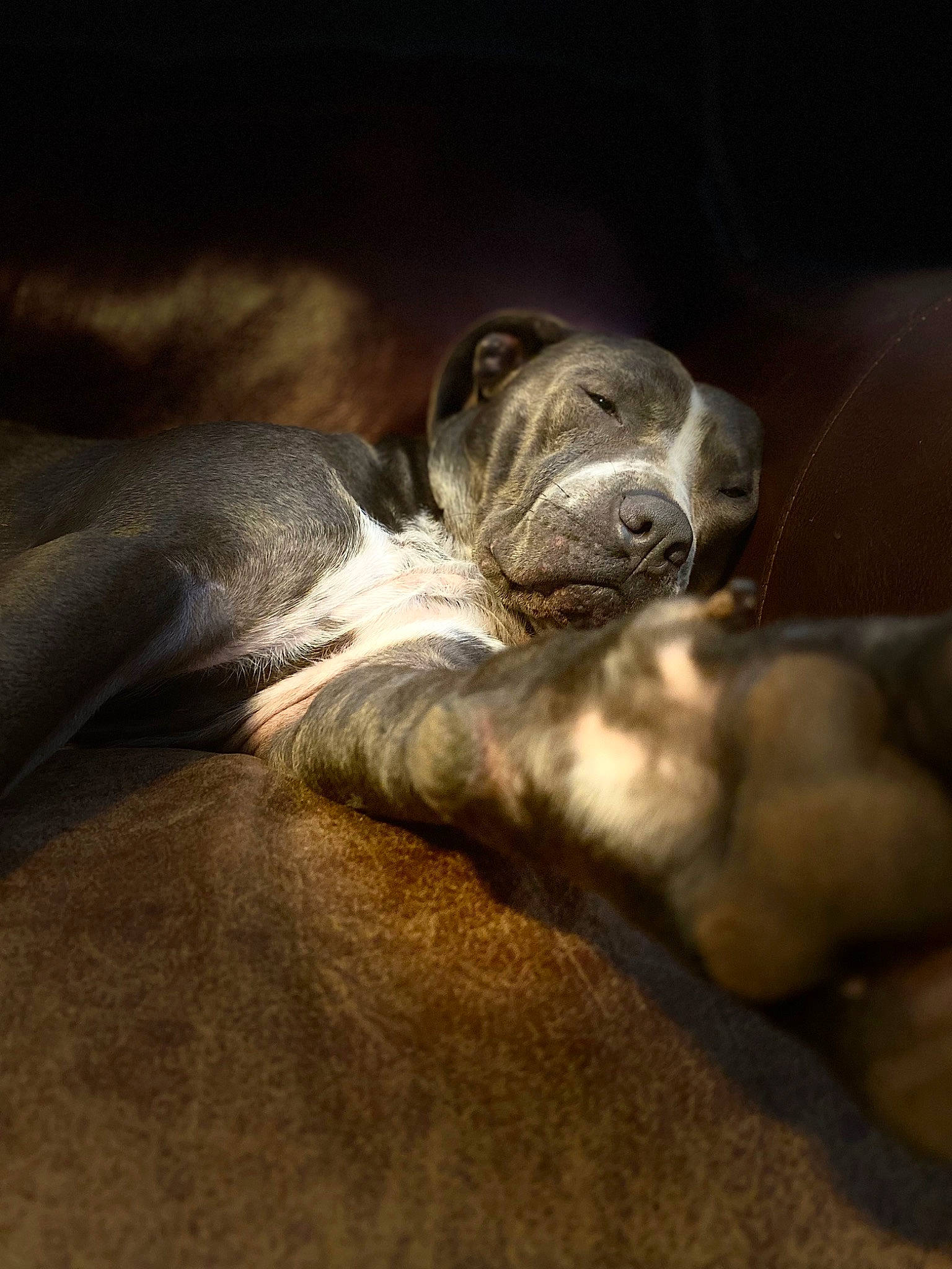 King is registered to the contest to win money with this photo: canidae, carnivore, comfort, dog, dog_breed, fawn, felidae, fur, human_leg, marine_mammal, nap, paw, snout, sporting_group, terrestrial_animal, whiskers, wildlife, wood, working_animal, wrinkle