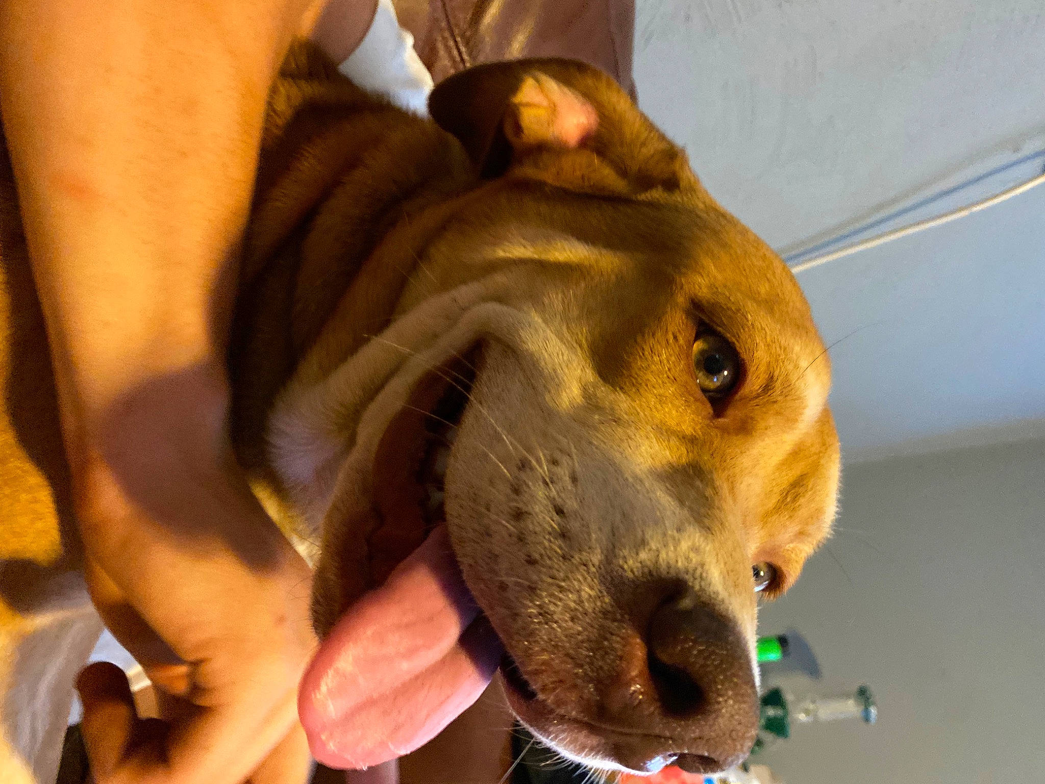 Ozlow Jr is registered to the contest to win money with this photo: adventure, ancient_dog_breeds, canidae, carnivore, collar, companion_dog, dog, dog_breed, dog_collar, ear, fawn, fur, guard_dog, hound, non_sporting_group, selfie, sporting_group, whiskers, working_animal, working_dog