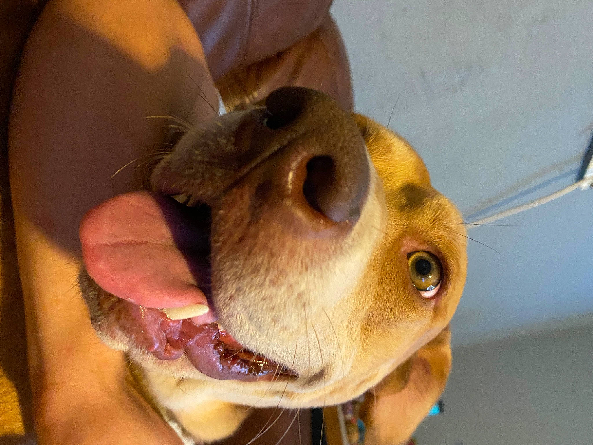 Ozlow Jr is registered to the contest to win money with this photo: canidae, carnivore, companion_dog, dog, dog_breed, ear, fang, fawn, jaw, liver, nail, non_sporting_group, snout, sporting_group, terrestrial_animal, whiskers, working_animal, wrinkle