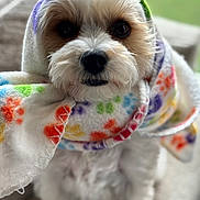 Pebbles is registered to the contest to win money with this photo: animal, blanket, close_up, colorful, companion, cozy, cute, cute_pet, dog, domestic_animal, fluffy, fur, indoors, looking, paw_print, pet, portrait, sitting, small_dog, soft_fabric