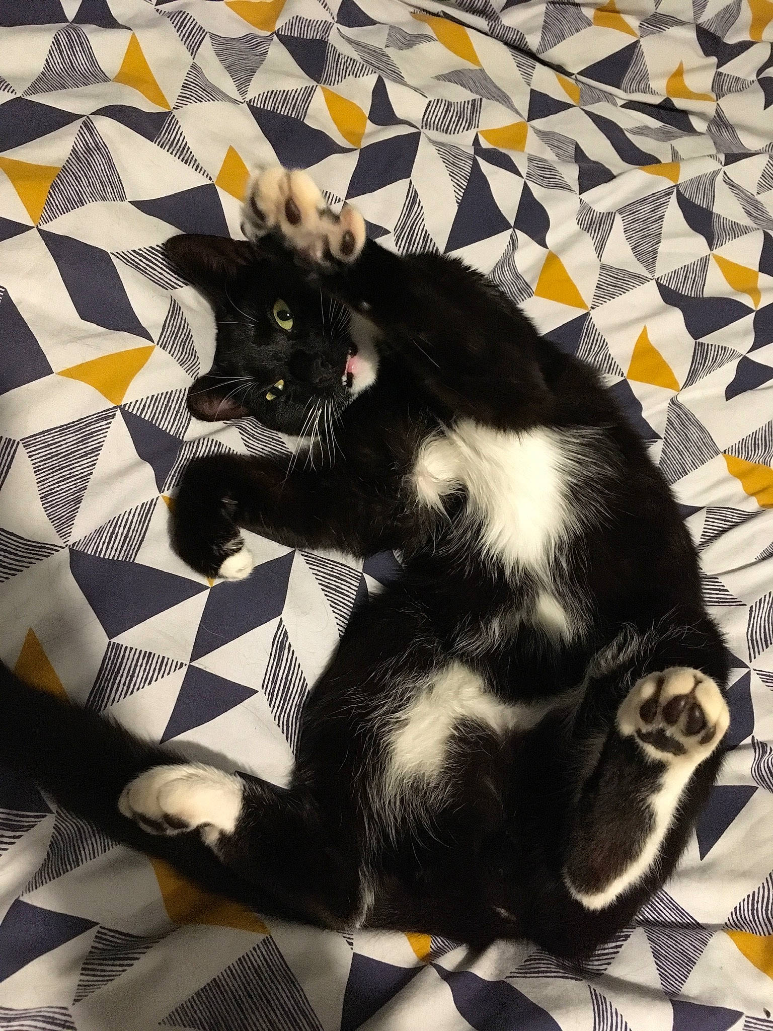 Dave is registered to the contest to win money with this photo: asian, black, black_and_white, black_cat, carnivore, cat, claw, domestic_short_haired_cat, felidae, fur, kitten, linens, pattern, paw, quilt, small_to_medium_sized_cats, snapshot, tail, textile, whiskers