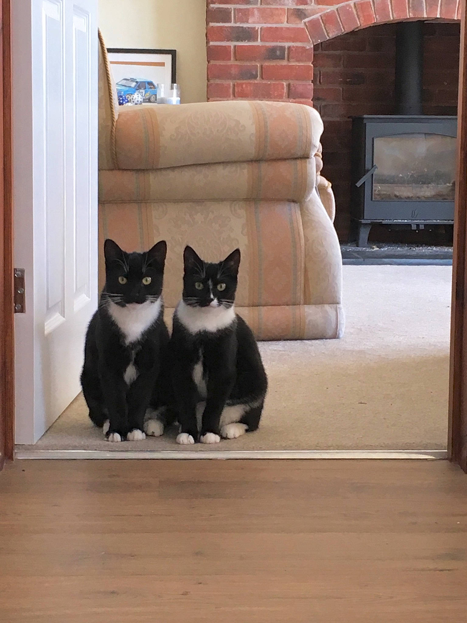 Dave joined the competition — help win amazing prizes! black_cat, carnivore, cat, domestic_short_haired_cat, felidae, floor, flooring, fur, hardwood, polydactyl_cat, room, small_to_medium_sized_cats, tail, whiskers, window, wood