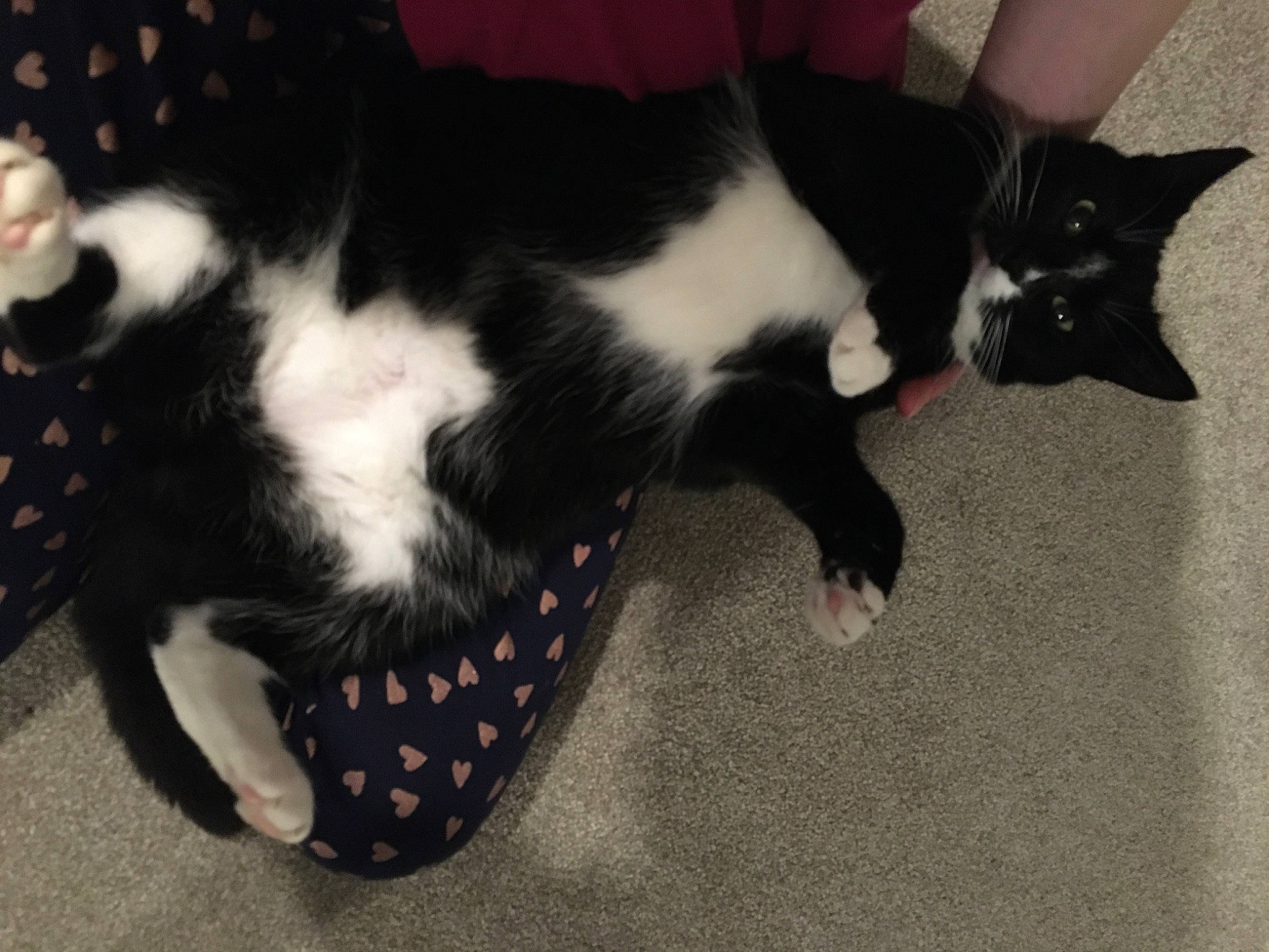 Greta is registered to the contest to win money with this photo: black, black_and_white, black_cat, canidae, carnivore, cat, claw, domestic_short_haired_cat, ear, european_shorthair, felidae, fur, kitten, leg, paw, polydactyl_cat, small_to_medium_sized_cats, tail, whiskers