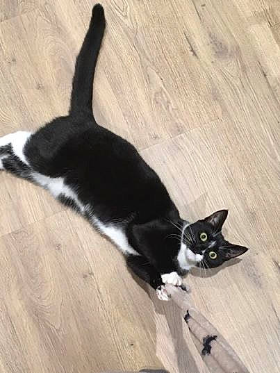 Greta is registered to the contest to win money with this photo: black, black_and_white, black_cat, carnivore, cat, domestic_short_haired_cat, european_shorthair, felidae, floor, flooring, fur, hardwood, kitten, laminate_flooring, polydactyl_cat, small_to_medium_sized_cats, tail, whiskers, white, wood