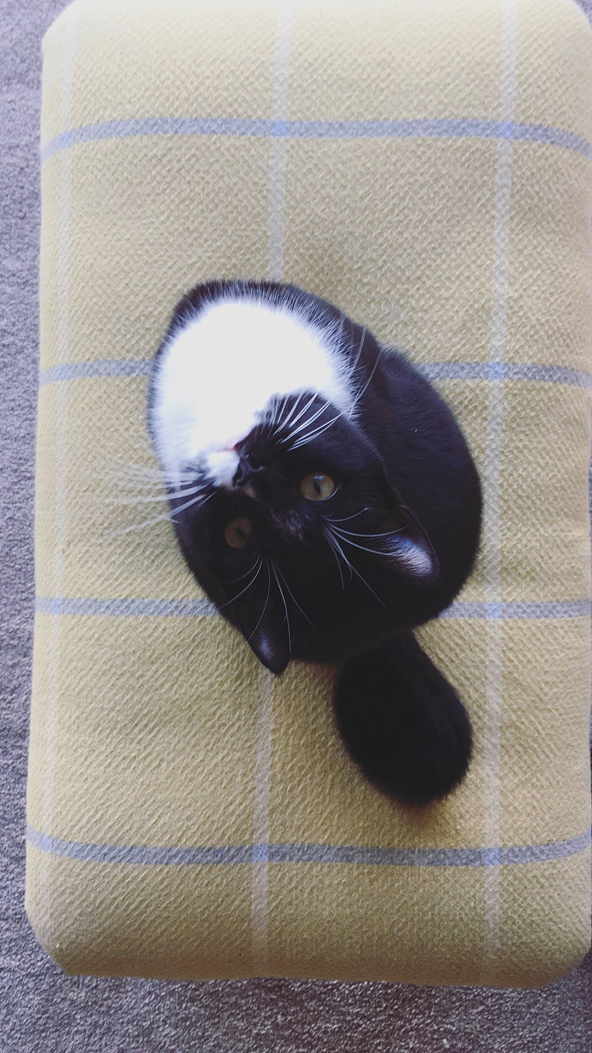 Greta is registered to the contest to win money with this photo: