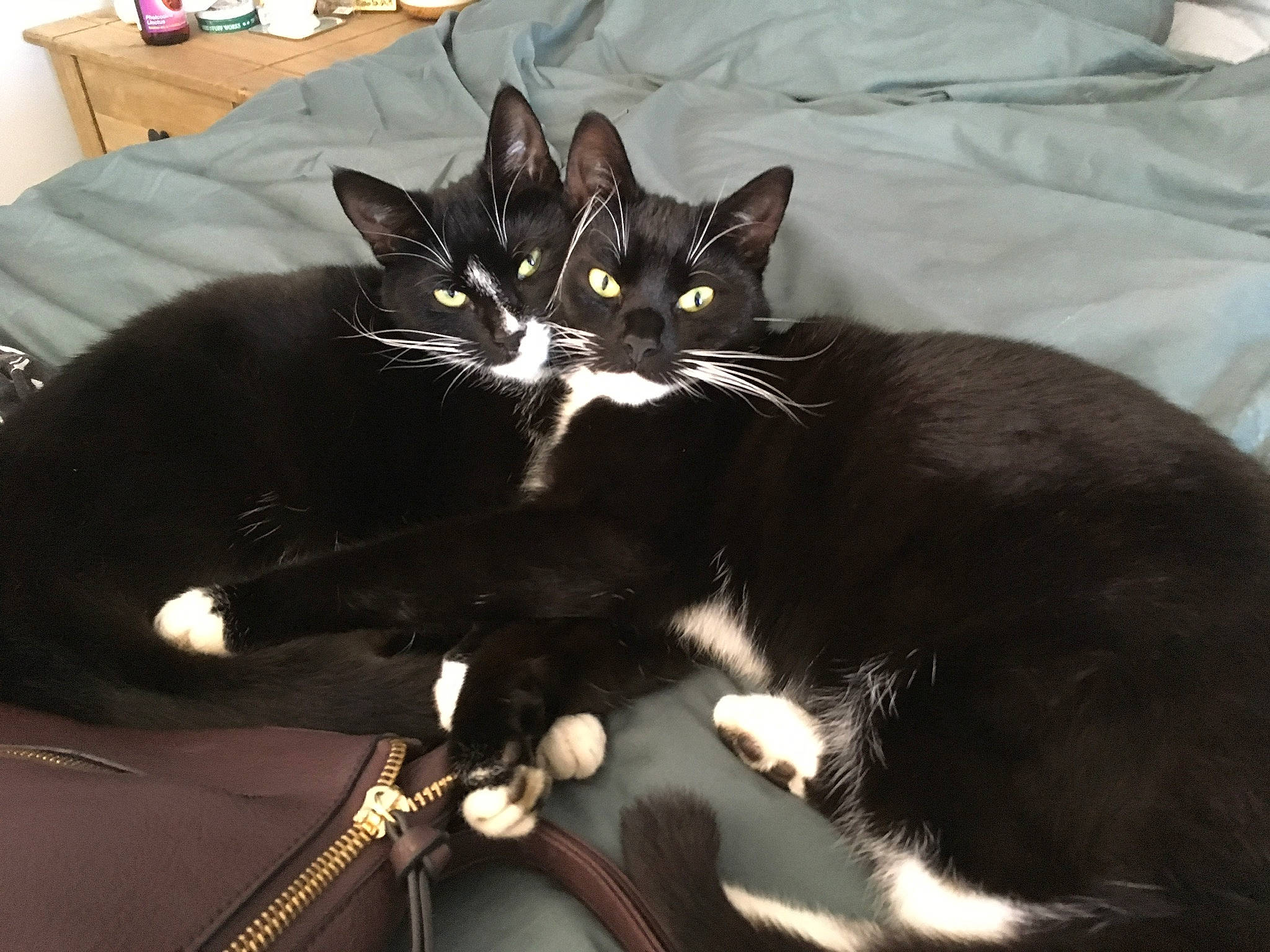 Greta is registered to the contest to win money with this photo: black_cat, carnivore, cat, claw, domestic_short_haired_cat, felidae, fur, kitten, polydactyl_cat, small_to_medium_sized_cats, square, tail, whiskers