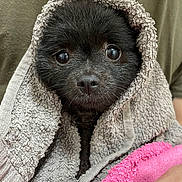 Aria a rejoint le concours — aidez-le/la à gagner de superbes lots ! dog, black_dog, towel, wrapped, cute, small_dog, pet, animal, face, eyes, snout, fur, cozy, blanket, pink_towel, gray_towel, indoors, closeup, portrait, hand