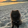 Aria participe au concours pour gagner de l'argent avec cette photo : dog, puppy, pomeranian, beach, sand, sunset, mountains, water, sea, sky, clouds, outdoor, nature, animal, pet, fluffy, small, harness, scenic, cute
