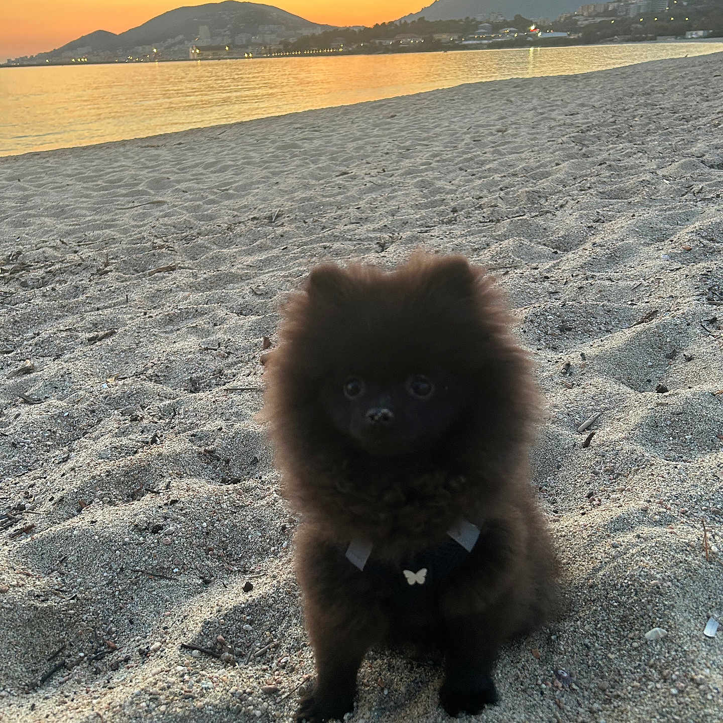 Aria participe au concours pour gagner de l'argent avec cette photo : dog, puppy, pomeranian, beach, sand, sunset, mountains, water, sea, sky, clouds, outdoor, nature, animal, pet, fluffy, small, harness, scenic, cute