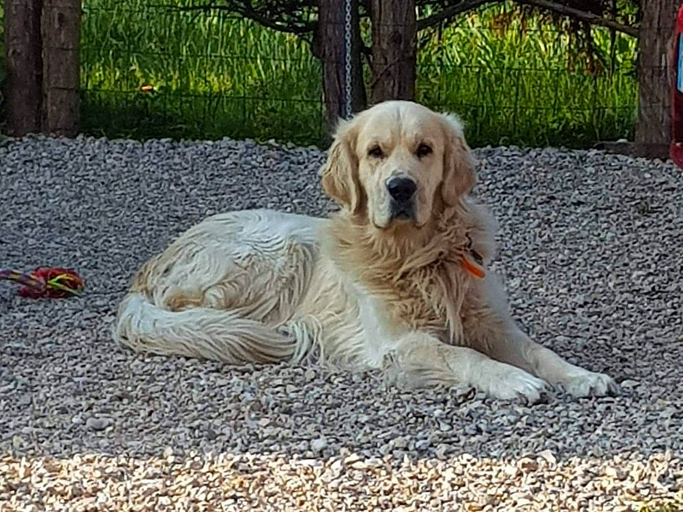 Narco participe au concours pour gagner de l'argent avec cette photo : canidae, carnivore, companion_dog, dog, dog_breed, fawn, golden_retriever, mammal, retriever, setter, sporting_group, vertebrate