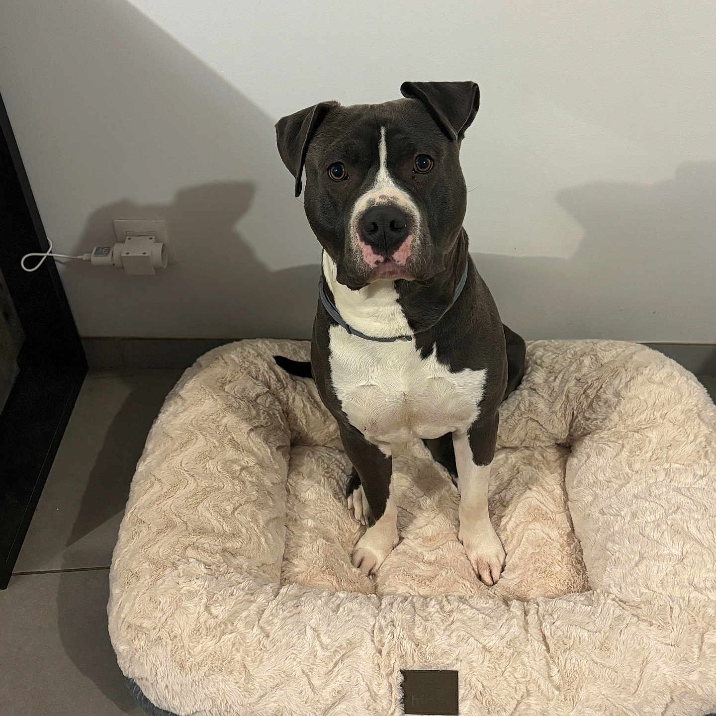 Tsuki a rejoint le concours — aidez-le/la à gagner de superbes lots ! black_and_white, canine, dog, dog_collar, domestic_animal, ears, floor, fur, indoor, looking_at_camera, nose, obedient, paws, pet_bed, plush_bed, power_outlet, shadow, sitting, tile_floor, white_wall