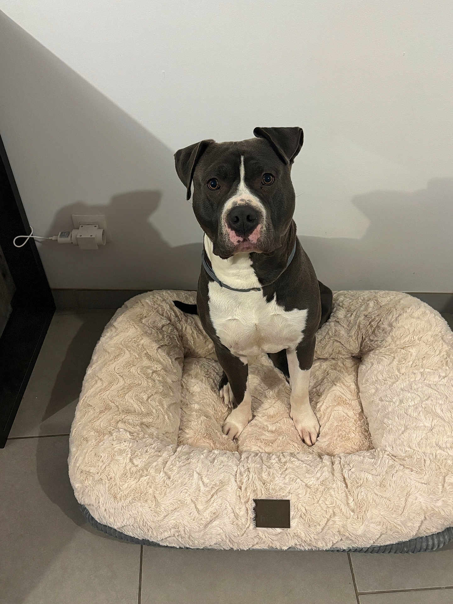 Tsuki a rejoint le concours — aidez-le/la à gagner de superbes lots ! dog, pet_bed, indoor, tile_floor, white_wall, black_and_white, dog_collar, sitting, looking_at_camera, shadow, power_outlet, plush_bed, floor, canine, obedient, domestic_animal, fur, ears, nose, paws