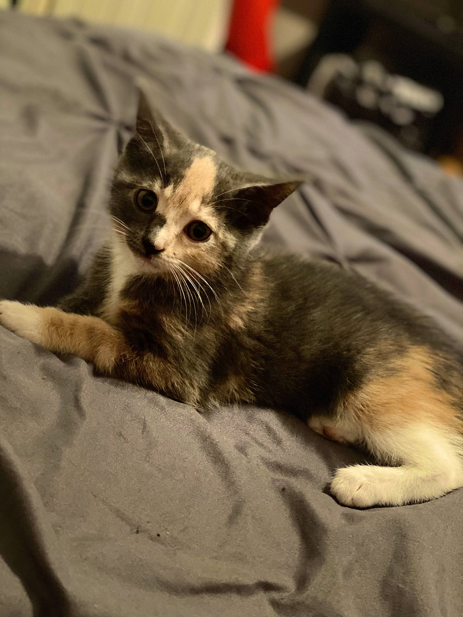 Mint is registered to the contest to win money with this photo: carnivore, cat, claw, comfort, couch, domestic_short_haired_cat, fawn, felidae, fur, grey, monochrome_photography, nap, paw, sitting, sleep, small_to_medium_sized_cats, snout, tail, whiskers