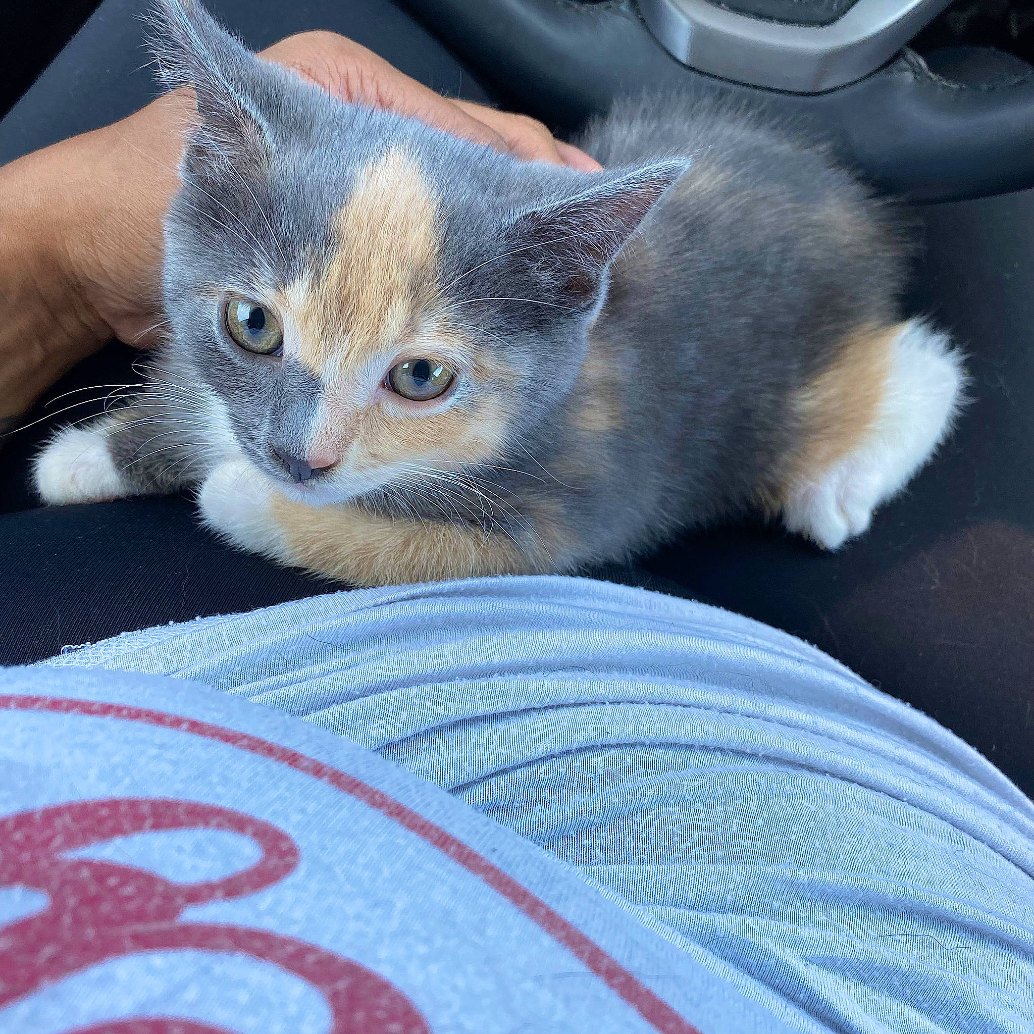 Mint is registered to the contest to win money with this photo: auto_part, box, car_seat, carnivore, cat, claw, comfort, domestic_short_haired_cat, felidae, fur, grey, pattern, paw, photography, small_to_medium_sized_cats, vehicle_door, whiskers, window, woven_fabric