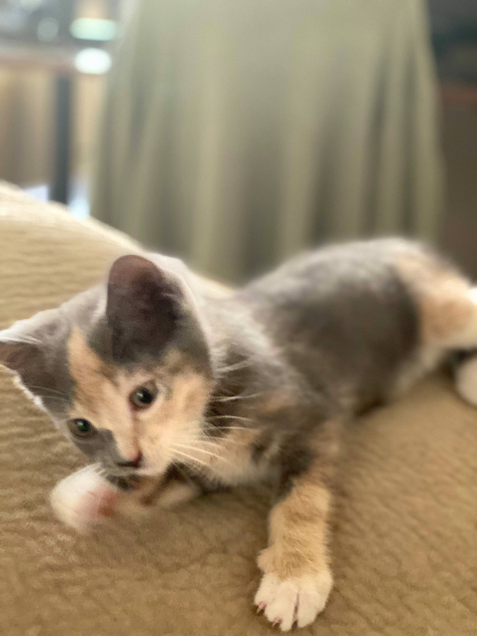 Mint is registered to the contest to win money with this photo: carnivore, cat, domestic_short_haired_cat, felidae, flooring, fur, hardwood, paw, small_to_medium_sized_cats, tail, whiskers, wood