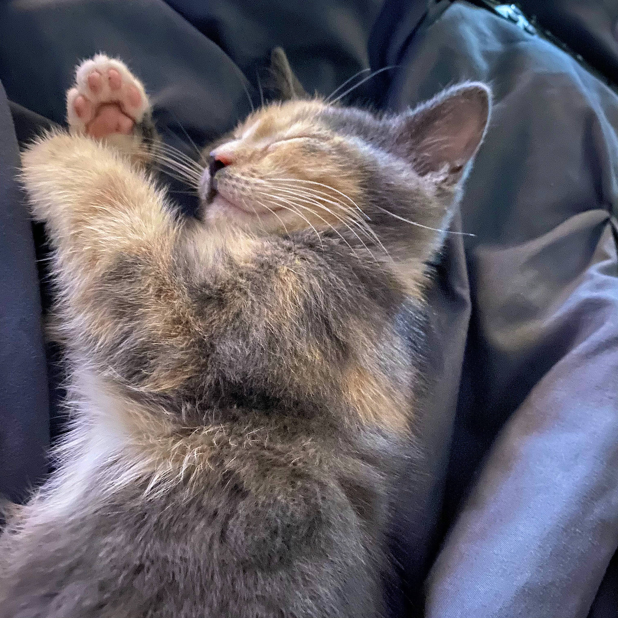 Mint is registered to the contest to win money with this photo: carnivore, cat, claw, close_up, comfort, domestic_short_haired_cat, ear, fawn, felidae, fur, gesture, grey, nap, paw, small_to_medium_sized_cats, snout, tail, terrestrial_animal, whiskers, wildlife