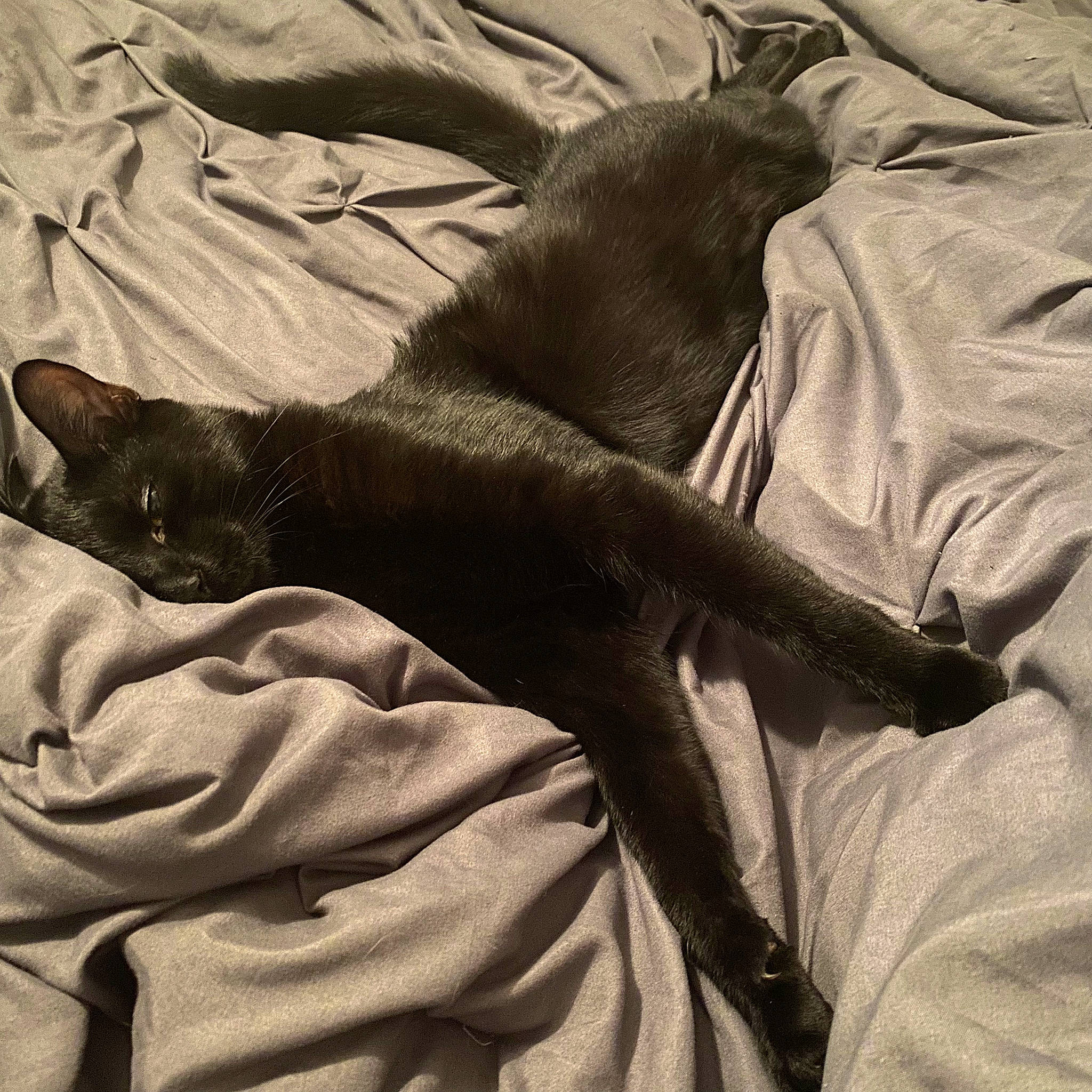 Munch is registered to the contest to win money with this photo: bedding, black_cat, bombay, brown, canidae, carnivore, cat, claw, comfort, dog_breed, domestic_short_haired_cat, felidae, fur, grey, linens, small_to_medium_sized_cats, tail, terrestrial_animal, tints_and_shades, whiskers