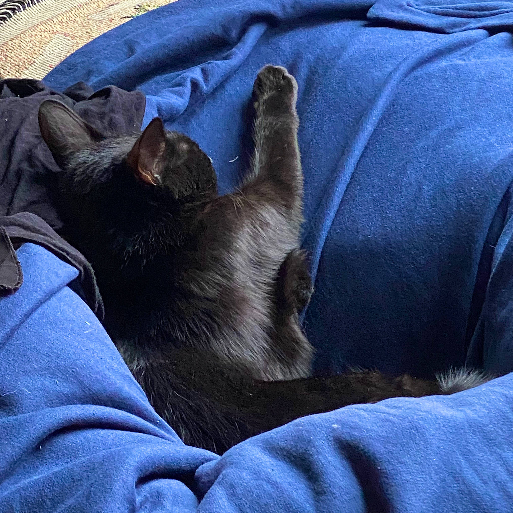 Munch is registered to the contest to win money with this photo: black_cat, blue, carnivore, cat, comfort, companion_dog, couch, dog_breed, domestic_short_haired_cat, electric_blue, felidae, fur, grey, human_leg, linens, paw, small_to_medium_sized_cats, sporting_group, tail, whiskers