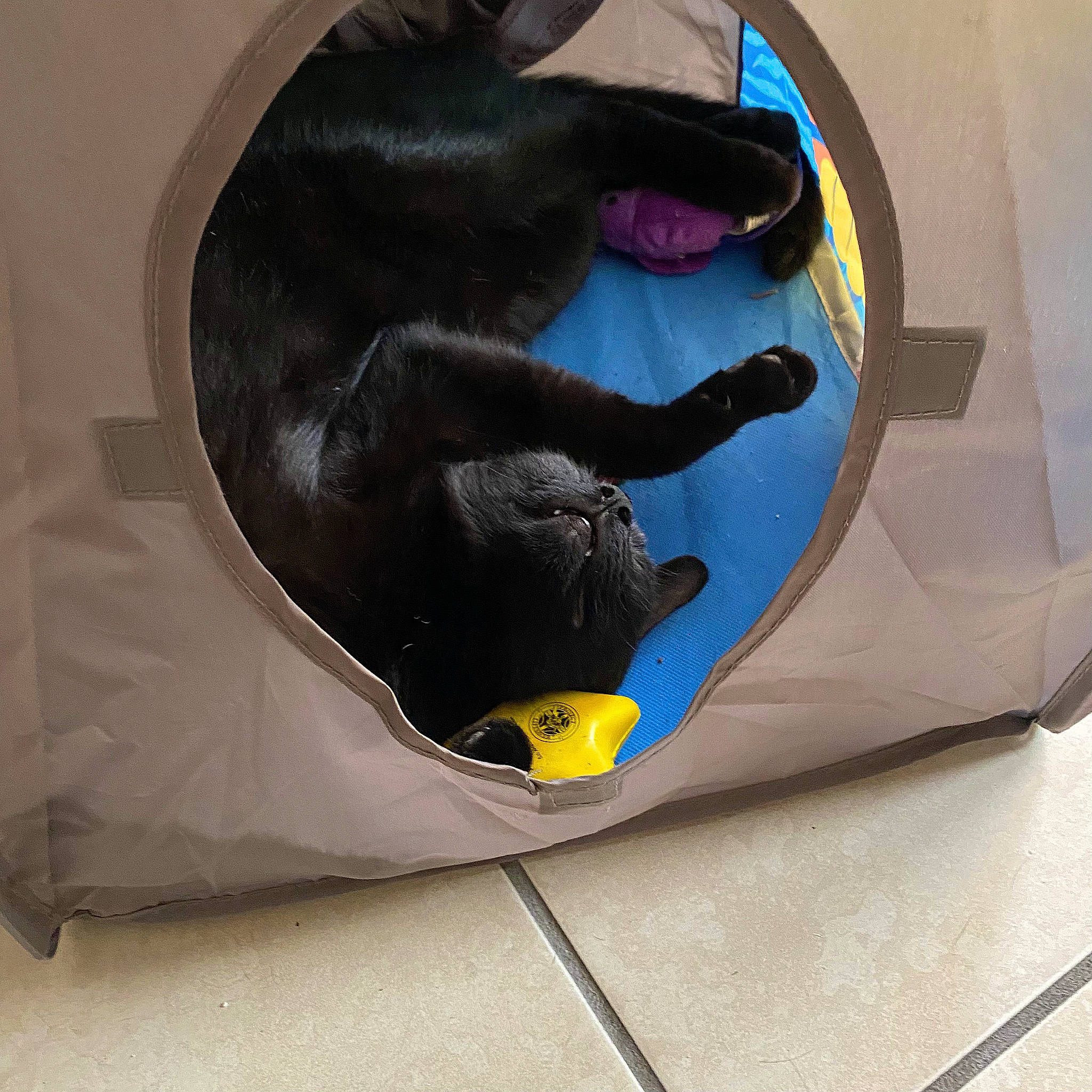 Munch is registered to the contest to win money with this photo: automotive_design, bag, bean_bag, bean_bag_chair, carmine, carnivore, comfort, dog_breed, electric_blue, fashion_accessory, felidae, flooring, grey, luggage_and_bags, outdoor_shoe, personal_protective_equipment, tail, whiskers