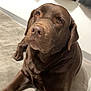 Perle participe au concours pour gagner de l'argent avec cette photo : dog, labrador_retriever, chocolate_labrador, pet, indoor, couch, furniture, brown_fur, canine, animal, laying_down, looking_up, domestic_animal, companion, cute, mammal, relaxed, portrait, snout, ears