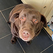 Perle a rejoint le concours — aidez-le/la à gagner de superbes lots ! dog, brown_dog, pet, animal, canine, indoor, kitchen, floor, tile_floor, looking_up, ears, nose, whiskers, fur, domestic_animal, mammal, companion, cute, waiting, adorable