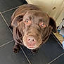 dog, brown_dog, pet, animal, canine, indoor, kitchen, floor, tile_floor, looking_up, ears, nose, whiskers, fur, domestic_animal, mammal, companion, cute, waiting, adorable