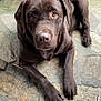 dog, labrador, chocolate_labrador, pet, canine, animal, lying_down, floor, stone_floor, outdoor, brown_dog, looking_up, ears, paws, nails, fur, companion, cute, domestic_animal, resting