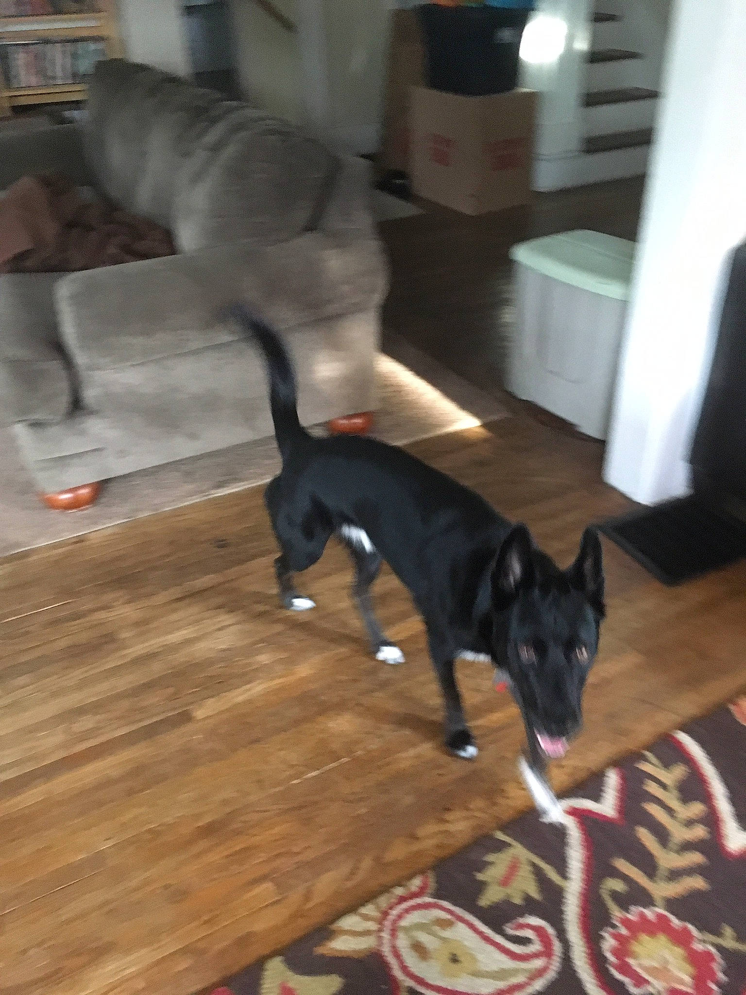 Ozzy joined the competition — help win amazing prizes! canidae, carnivore, dog, dog_breed, fawn, formosan_mountain_dog, mammal, non_sporting_group, tail, thai_ridgeback, vertebrate