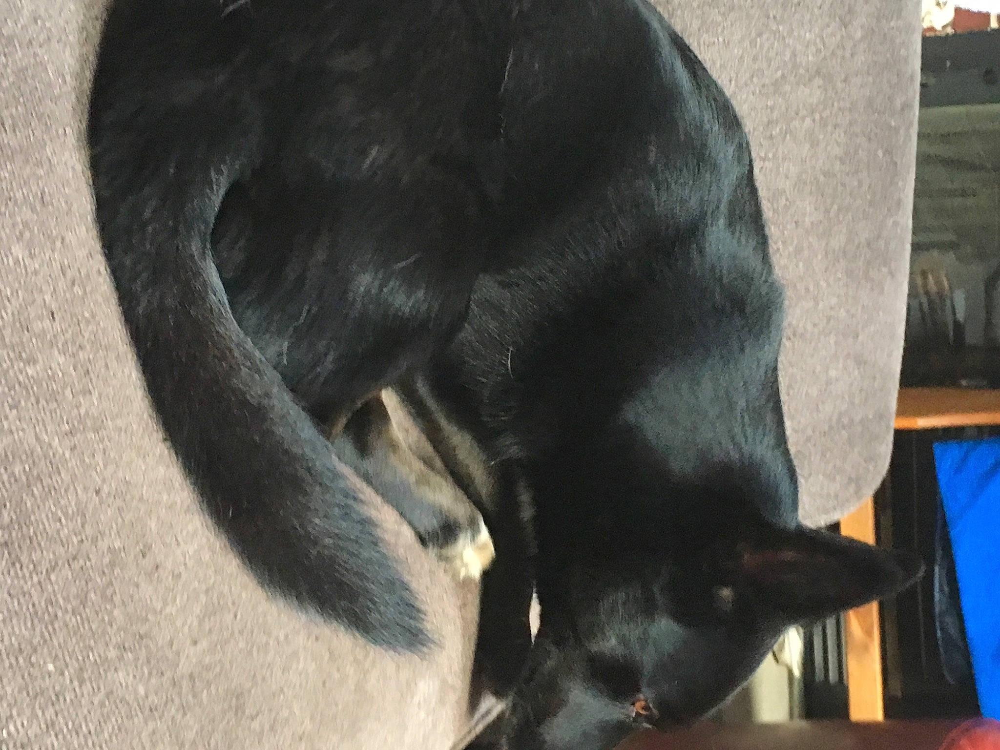 Ozzy is registered to the contest to win money with this photo: snout