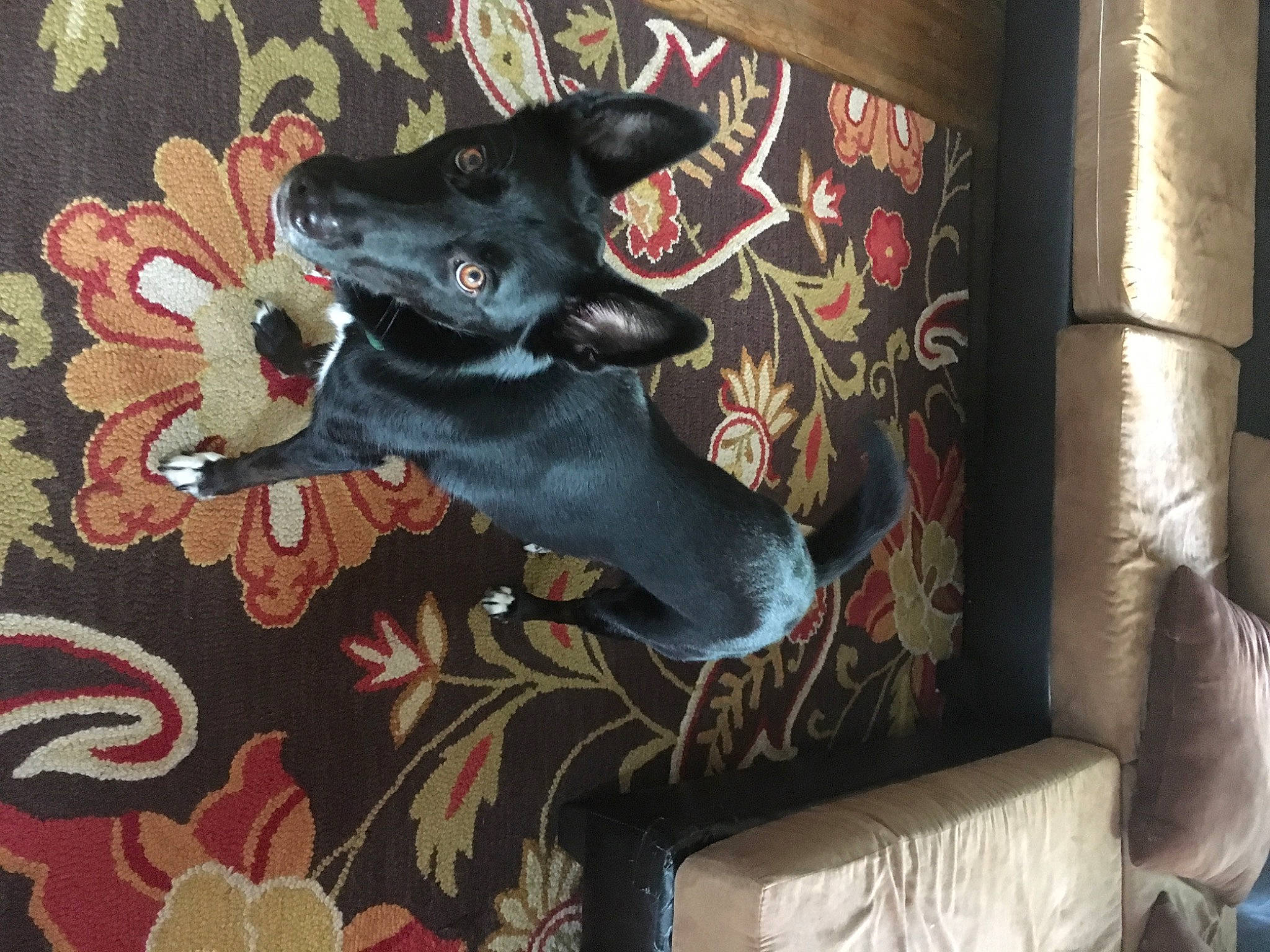 Ozzy is registered to the contest to win money with this photo: canidae, carnivore, dog, dog_breed, miniature_pinscher, tail, toy_dog