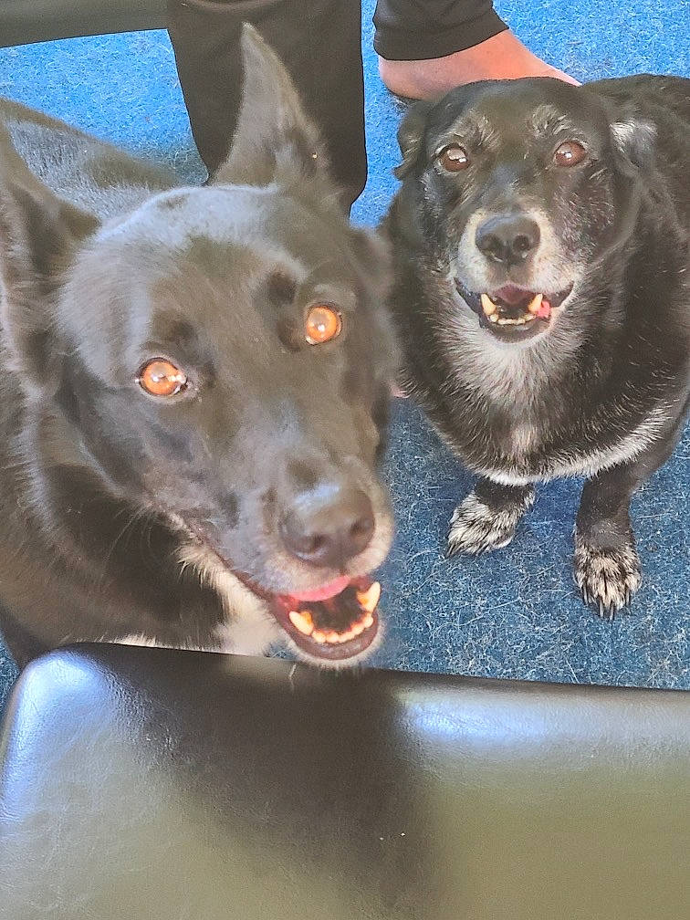 Ozzy joined the competition — help win amazing prizes! australian_kelpie, canidae, carnivore, dog, dog_breed, formosan_mountain_dog, mammal, snout, sporting_group, vertebrate, working_dog