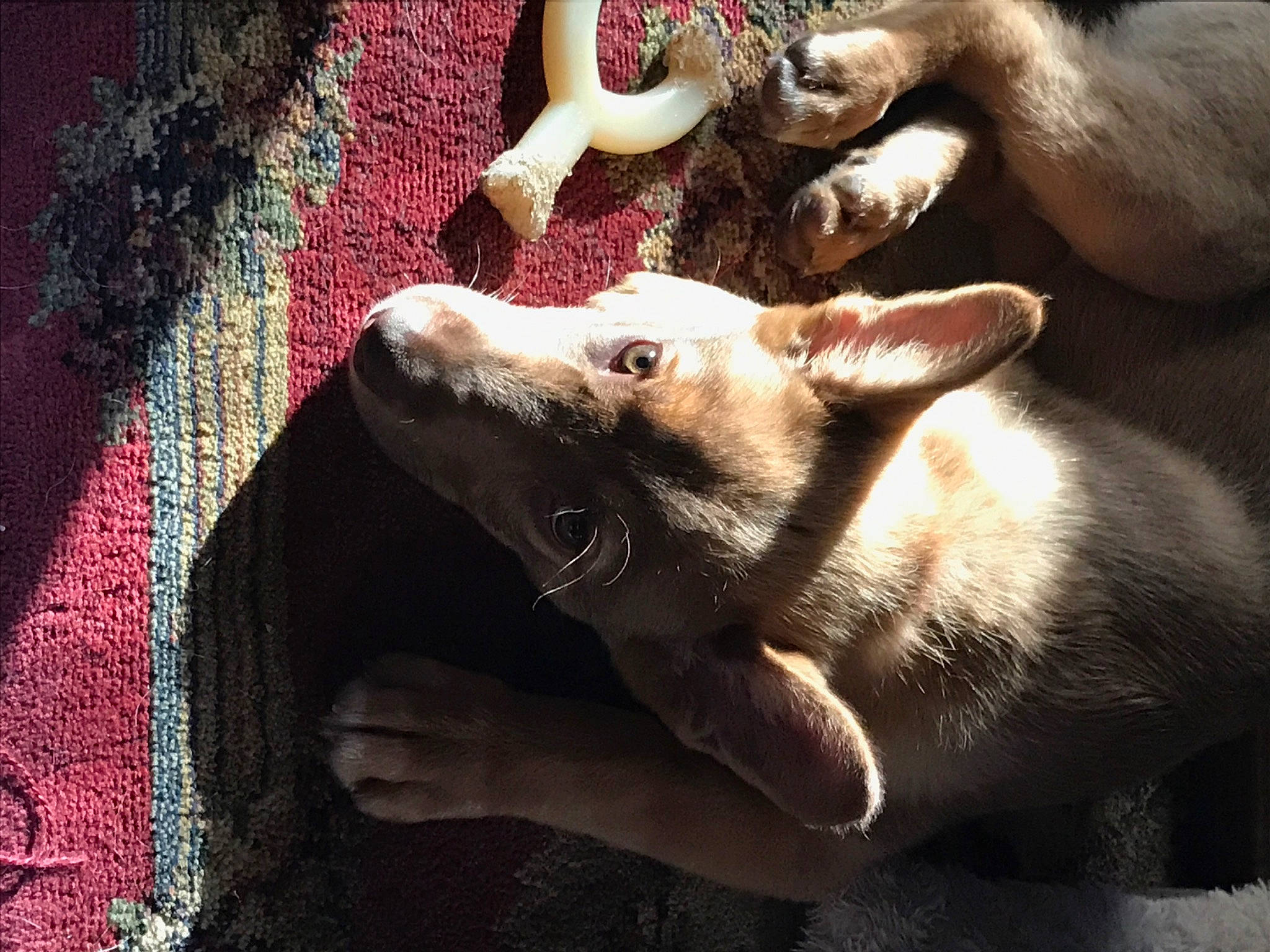 Harley is registered to the contest to win money with this photo: canidae, carnivore, dog, dog_breed, fawn, hand, mammal, snout