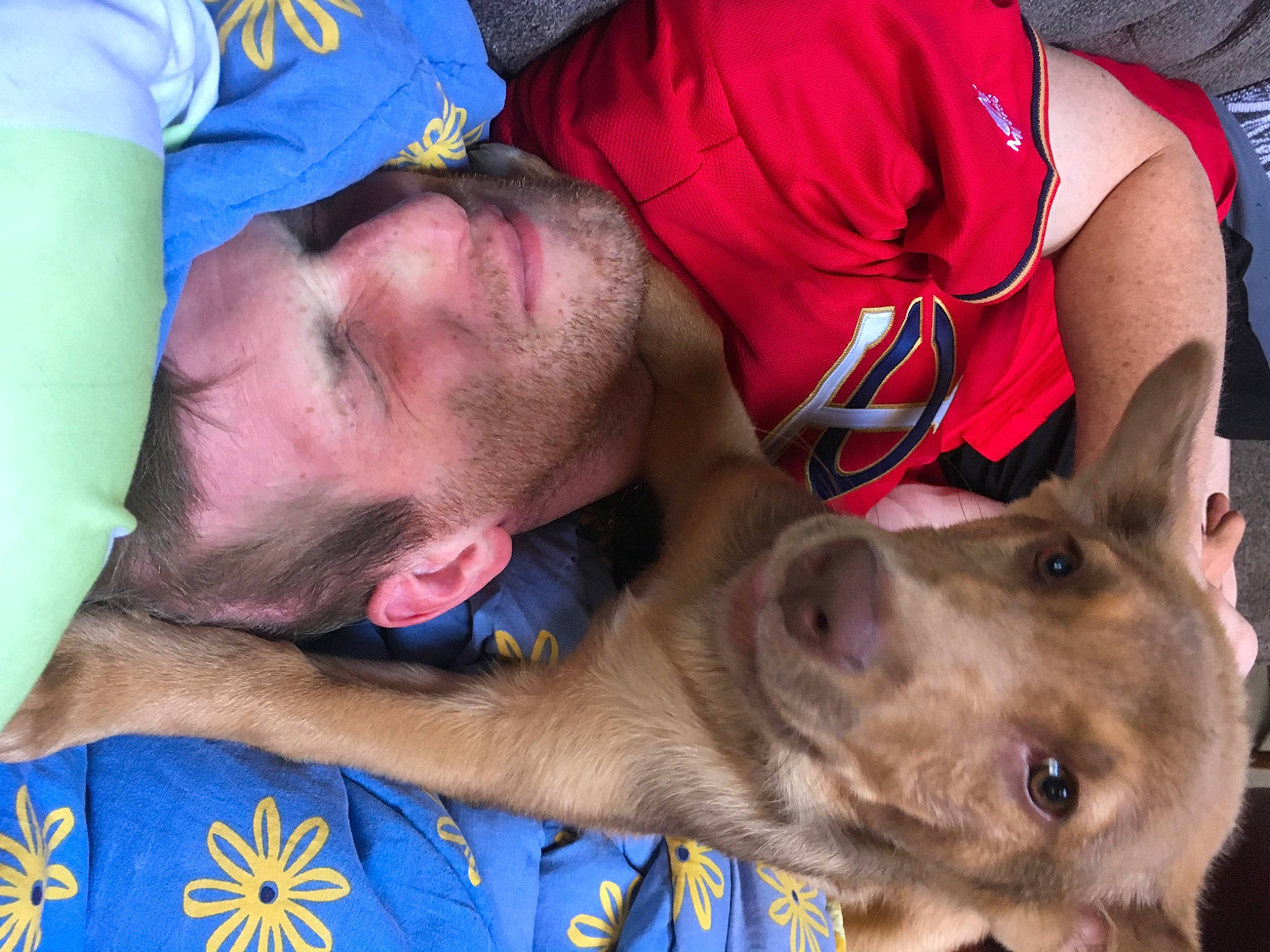 Harley joined the competition — help win amazing prizes! canidae, carnivore, dog_breed, fawn, mammal, marsupial, sporting_group