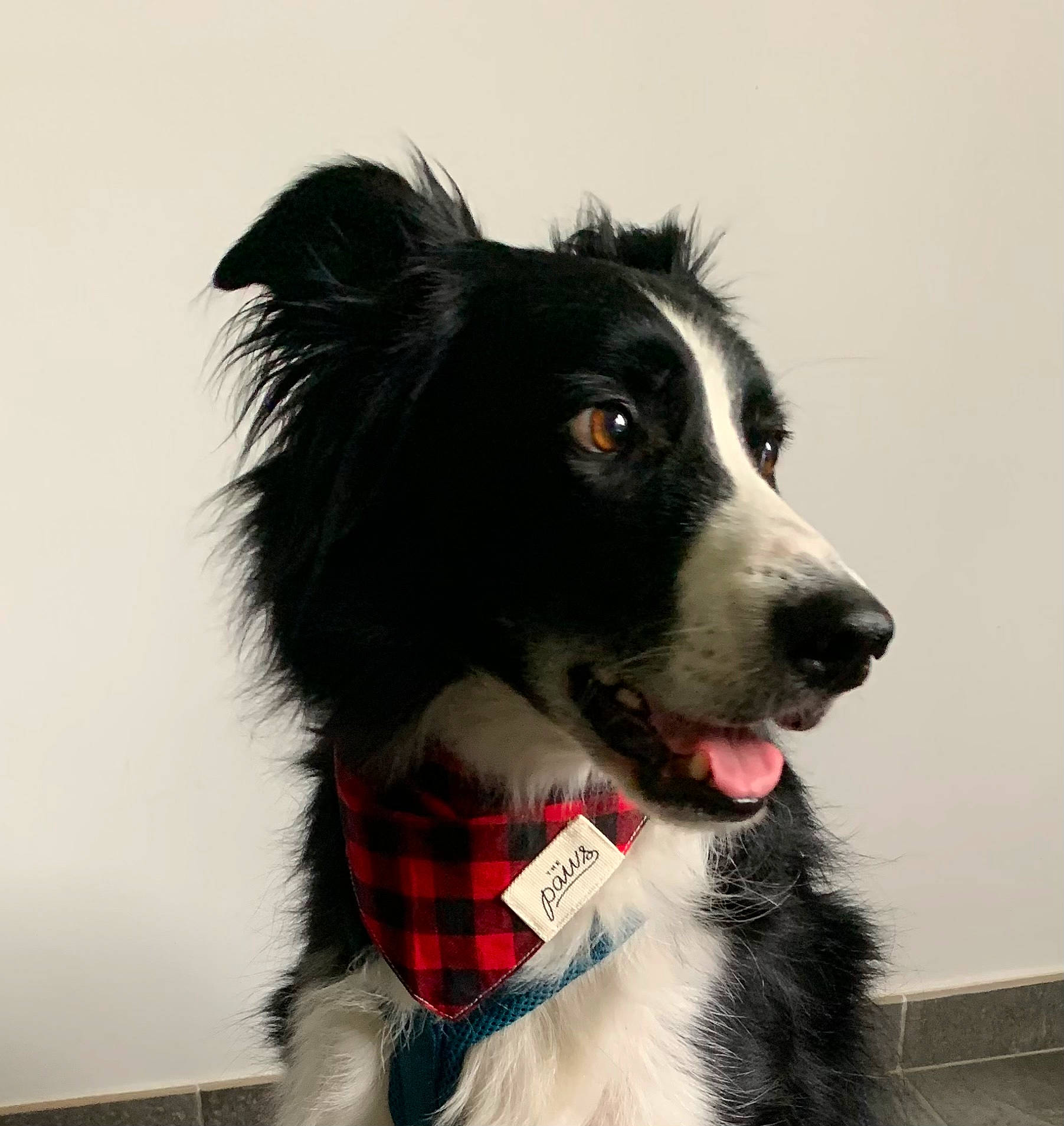 Winston participe au concours pour gagner de l'argent avec cette photo : ancient_dog_breeds, australian_collie, border_collie, canidae, carnivore, collar, companion_dog, dog, dog_breed, dog_collar, dog_supply, fur, herding_dog, snout, sporting_group, whiskers, working_dog