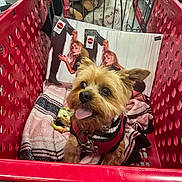 Gizmo joined the competition — help win amazing prizes! dog, shopping_cart, blanket, vinyl_record, record_cover, small_dog, pet_harness, store_aisle, retail_store, red_cart, dog_tongue, dog_face, fur, indoor, merchandise, shelving, shopping, cute_dog, animal, canine