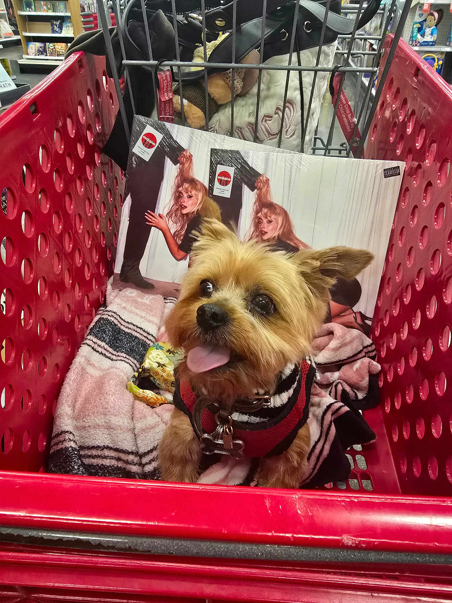 Gizmo joined the competition — help win amazing prizes! dog, shopping_cart, blanket, vinyl_record, record_cover, small_dog, pet_harness, store_aisle, retail_store, red_cart, dog_tongue, dog_face, fur, indoor, merchandise, shelving, shopping, cute_dog, animal, canine
