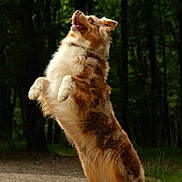 Suzie a rejoint le concours — aidez-le/la à gagner de superbes lots ! dog, australian_shepherd, standing, hind_legs, stick, forest, trees, outdoor, playful, happy, pet, animal, fur, nature, daylight, brown, white, green, canine, excited