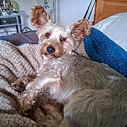 Charlie Wilson joined the competition — help win amazing prizes! dog, pet, bed, blanket, fur, ears, paw, indoor, relaxed, cozy, furniture, wood, lamp, comfort, resting, canine, cute, animal, home, sleepy