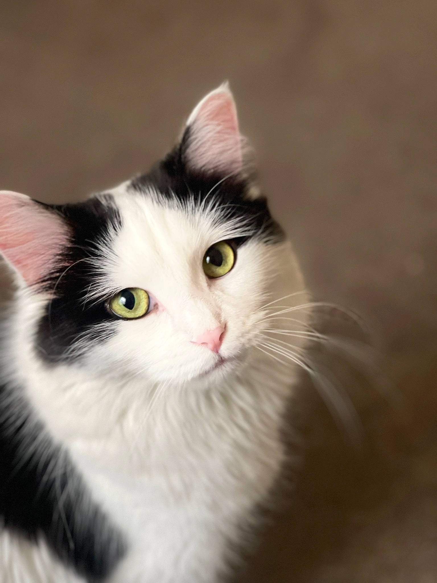 Goose is registered to the contest to win money with this photo: carnivore, cat, curious, domestic_short_haired_cat, felidae, fur, grass, iris, monochrome_photography, small_to_medium_sized_cats, snout, terrestrial_animal, tree, whiskers