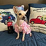 chihuahua, dog, pet, clothing, dress, pink, blue, pillow, cushion, bottle, coca_cola, quilt, indoor, cute, small_dog, decor, floral, vintage, sitting, nail_polish