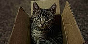 Mocha is registered to the contest to win money with this photo: animal, cardboard_box, carpet, cat, curious, cute, ears, eyes, feline, fur, indoor, kitten, pet, playing, resting, small, tabby, toy, whiskers, young