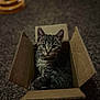 animal, cardboard_box, carpet, cat, curious, cute, ears, eyes, feline, fur, indoor, kitten, pet, playing, resting, small, tabby, toy, whiskers, young