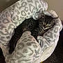 Mocha is registered to the contest to win money with this photo: animal, bed, blanket, cat, comfort, cozy, cute, feline, fur, indoor, kitten, nap, pet, plush, resting, sleeping, snug, soft, tabby, warm